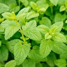 50 Adet Tohum Organik Hobi Melisa Oğulotu Balkon Bitki Tohumu Sak