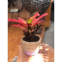 Hasır Saksıda Renkli Kraton - Codiaeum Variegatum Sunny Star N11.91
