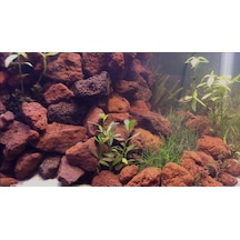 Lav Taşı 10 Kg 10-15 Mm Akvaryum Teraryum Taşı Filtre Taşı Pomza