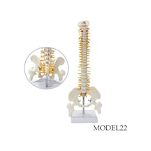 Tam Boy Femur Eklemli Omurga Iskeleti 45 Cm Omurilik ve Sinir Mo