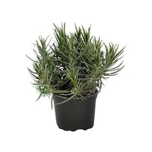 Intermedia Lavanta Fidanı 2 Adet 30-40 Cm