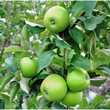 Elma Fidanı - Granny Smith - Tüplü Tam Bodur