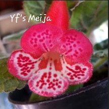Özel Çeşit Yf's Meija Kohleria Japon Küpelisi Çiçeği Fidesi Mini Potta