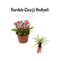 Pembe Çin Karanfili Çiçeği Sevgililer Gününe Özel Kurdele Çiçeği