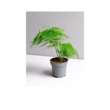Çok Avantajlı Asparagus Setaceus Kuşkonmaz Mini Ev Ofis Salon Iç Mekan Bitkisi 20 Cm Diğer