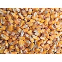Tane Mısır 5 Kg Tüm Mısır Yemlik Mısır Hayvan Yemi