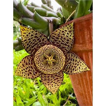 Leş Kaktüs Çiçeği Fidanı 10-20 Cm Saksılı Çiçekli Bodur Bitkiler Stapelia Variegata