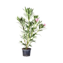 Zakkum Fidanı Pembe 1 Adet Saksılı/tüplü 70-100cm Dış Mekan Oleander
