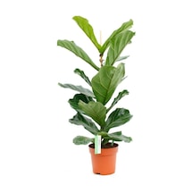 Ficus Lyrata Keman Yapraklı Kauçuk Bitkisi 50 - 60 Cm
