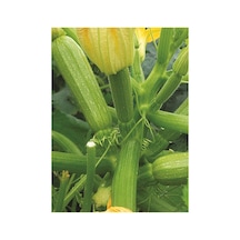 Agrodal Tarım Hybrit Dolma Kabak Tohumu 10 Adet Tohum Sku: Smgstk6f3059d241 Açık Gri