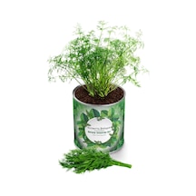 Konserve Dereotu Yetiştirme Kiti Kb011