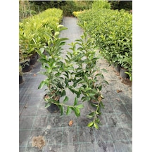 Kartopu Viburnum Lucidum 2 Adet 60-80 Cm Saksılı Dış Mekan Bahçe Peyzaj Çit Bitkisi