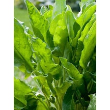 Doğal Ekşili Ot Kuzukulağı 1000 Ad Tohum