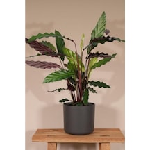 Calathea Rufibarba Wavestar - Kalatya Dua Çiçeği 10-20 Cm