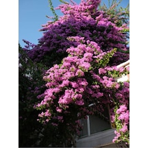 Pembe Leylak Çiçeği Fidanı 60 80 Cm 1 Adet Saksılı/tüplü Dış Mekan Bitkisi Syringa Vulgaris