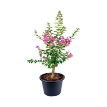Pembe Oya Ağacı Fidanı+mor Salkım Ağacı Fidanı Itır Çiçeği Bahçe Peyzaj Seti