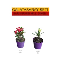 2'li Takım Seti Sarı-kırmızı Milli Dikenler Tacı Bitkileri