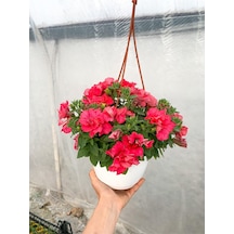 Serada Decor Plant Askılı Saksıda Petunya Bitkisi