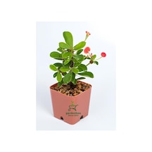 Mini Pembe Renk Milli Dikenler Tacı Çiçeği 10-15cm