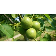 Bilecik Ceviz Fidanı 2 Yaş - Tüplü 40-60 Cm