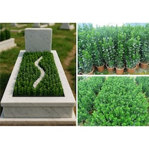 Mezar - Kabir Bitki Seti - 10 Adet Yeşil Sütun Taflan Greenspire