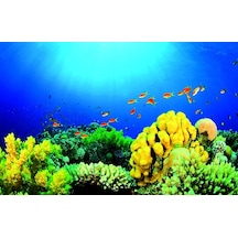Kanki Pet 70 Cm Akvaryum Arka Fon Yapıştırma 70x45 Cm Kp7045027