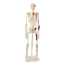 Ece İnsan İskeleti Modeli 85cm Kasları Gösteren İskelet Eğitim İçin Doğal Kemik Renginde