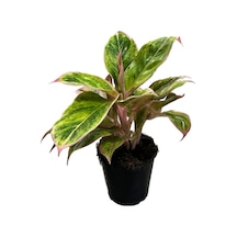Aglaonema 'Salmon Fantasy' (Çin Herdemyeşili) Ø12 CM Y25-30 CM