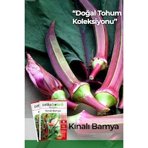 80 Adet Yerli Ata Kınalı Bamya Tohumu