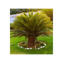 Sikas-cycas Canlı Bitki