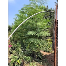 Moringa Agacı Fidanı 1.50 Metre