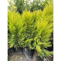 Tüplü Limoni Servi 4 Adet Boy 50-60cm