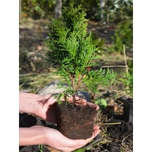 Cupressus Leylandii 40 Adet Leylandi Çam Ağacı Fidanı 10-25cm Dış Mekan Çit Bitkisi