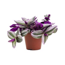 Çok Avantajlı Tradescantia Nanouk Pembe Telgraf Çiçeği Ithal 12.cm.büyük Boy Saksıda