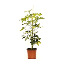 Şeflera Tek Gövdeli 50-70cm