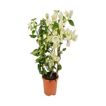 Videolu Beyaz Renkli Begonvil Çiçeği 40 60 Cm 1 Adet Tüplü Iç/dış Mekan Bitkisi Bougainvillea