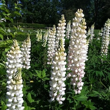 Beyaz Acı Bakla Çiçeği Tohumu White lupinus 30 Tohum
