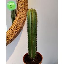 Polaskia Chiphice Columnar Kaktüs 1 Adet