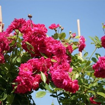 Avantajlı Pembe Sarmaşık Gül Fidanı Kokulu 90 140 Cm 1 Adet Tüplü Aşılı Gül Pink Rose