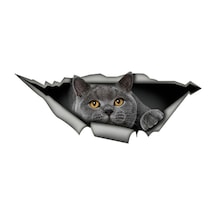 Ingiliz Shorthair Komik Kedi Araba Sticker Gri