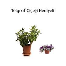 Hediyelik Parlak Yapraklı Şans Para Ağacı Bitkisi Fidanı Telgraf Hediyeli