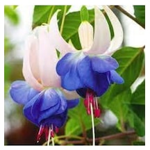 10 Adet Tohum Nadir Mavi Küpeli Çiçeği Tohumu Mavi Küpeli Çiçek