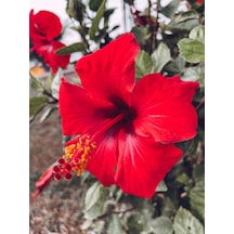 Kırmızı Japon Gülü Çiçeği Fidanı 40-60cm Saksılı Çiçekli Bodur Bitkiler Japanese Rose