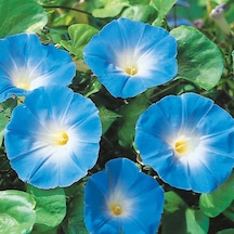 10+Sabah Sefası Heavenly Blue Tohumu N11438