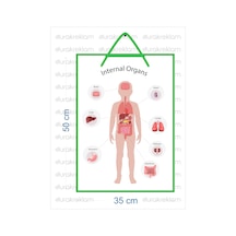 İngilizce İç Organlar Öğretici Poster