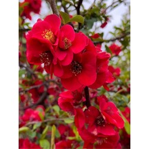 Kırmızı Bahardalı Çiçeği Fidanı 1 Adet Saksılı 40-60 Cm Japon Ayvası Chaenomeles Japonica