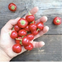 Süper Paket Cherry Acı Kiraz Biber Tohumu Yakantop Acı Biber Tohumu 150 Adet Tohum
