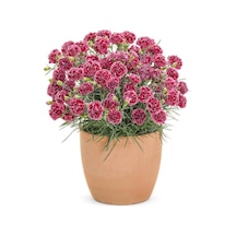 Kokulu Açık Kırmızı Bodur Karanfil Bitkisi Dianthus Caryophyllus Red