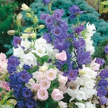 Calycanthema ‘Cup & Saucer’Campanula Karışık Çan Çiçeği Tohumu 1