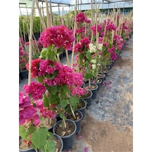Begonvil Gelin Tacı Bougainvillea